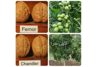 فروش نهال گردوی کاغذی زودبازده