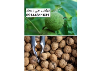 فروش گردو پوست کاغذی فروش نهال گردو پوست کاغذی در مشهد تولید نهال