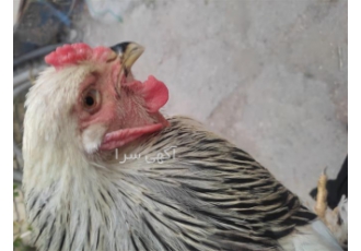 مرغ برهما نژاد بوف با تخم نطفه دار بالا