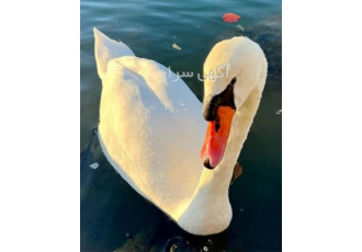 فروش تخم نطفه دار و جوجه اردک و غاز