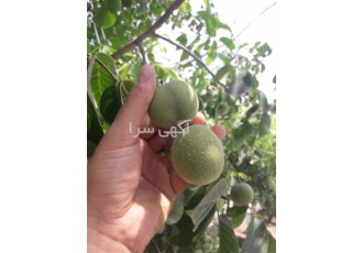 عرضه قلم گردو نژاد خوشه ای اسرائیلی تضمینی گلدانی