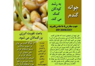 پرورش جوانه گندم