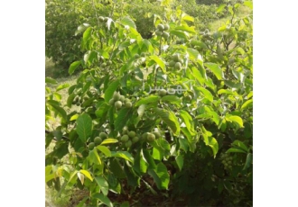 عرضه نهال گردو کانادایی کوپه ای