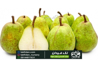 خرید و قیمت نهال گلابی لوکاس نهالستان تک فیدان در میاندوآب گلابی