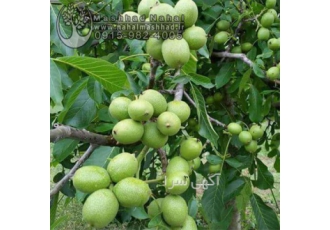 فروش نهال گردو پیوندی فرنور ( وارداتی )
