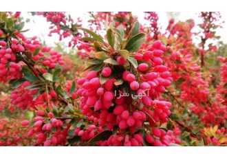 فروش انواع زرشک پفکی و دانه اناری فروش انواع زرشک تازه دان شده و شاخه