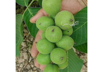 عرضه نهال گردو چندلر ، پر بازده