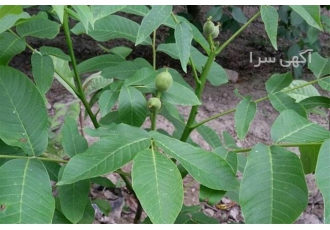 فروش انواع نهال گردو خوشه ای ، ژنوتیپ برتر