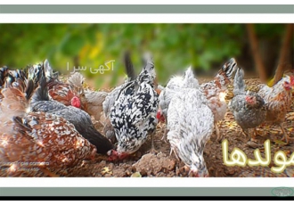 جوجه و تخم نطفه دار گلین لری