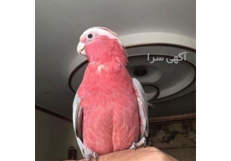 فروش تخم نطفه دار کاکادو، فروش تخم وکیوم شده