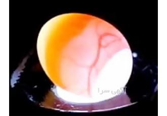 فروش تخم نطفه دار