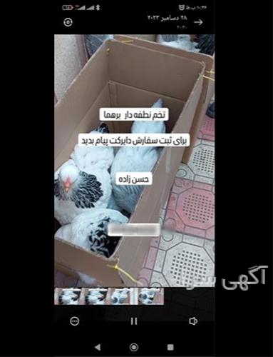 آگهی های کشاورزی و دامداری - هفت چشمه