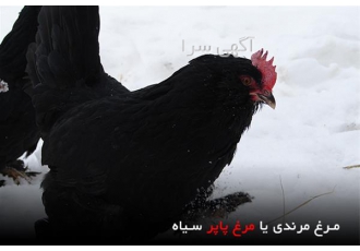 تخم نطفه دار مرغ مرندی پاپر مشکی اصیل
