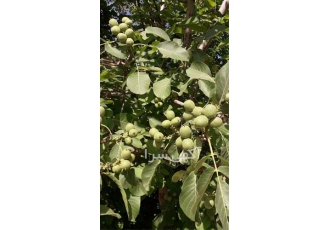 نهال گردو نهال گردو اسرائیلی خرید نهال گردو در خرم آباد بهترین نهال