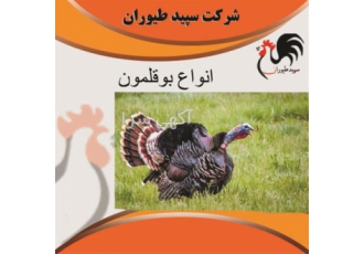 قیمت فروش بوقلمون برنز طیور در تهران قیمت خرید و فروش بوقلمون برنز