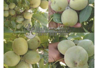 فروش نهال میوه گردو کانادایی