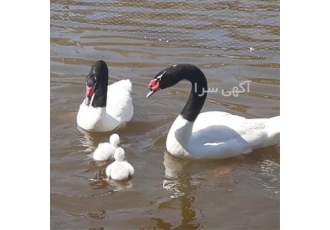 فروش تخم نطفه دار و جوجه قو و غاز