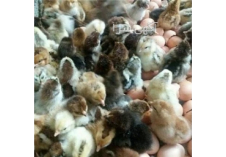 فروش جوجه تخم گذار گلپایگانی