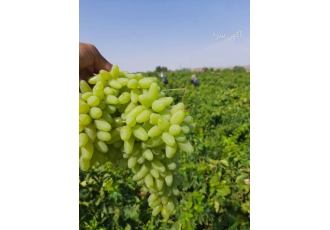 انگوربی دانه سفید صادراتی کاشمر