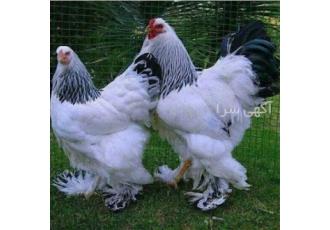 فروش مرغ امپراطور ارسال از طریق تیپاکس