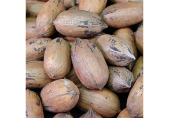 نهال پیوندی گردو پکان آمریکایی