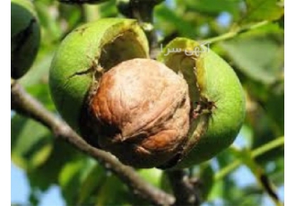 فروش نهال گردو چندلر