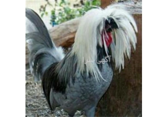 فروش تخم نطفه دار طیور. مرغ مرندی