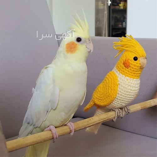 آگهی های خدمات طیور - سقز