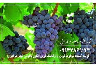 فروش مرغوب ترین و ارگانیک ترین انگور یاقوتی نوبر عمده bull انواع انگور
