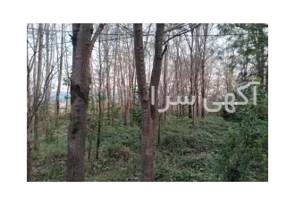 فروش تعدادی درخت صنوبر توسکا و لی (نارون ) در سیاهکل