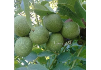 فروش نهال گردو خوشه ای - قیمت نهال گردو اسرائیلی