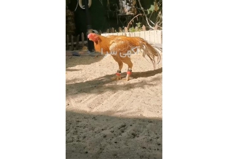 تخم نطفه دار و جوجه لاری در گلوگاه فروش جوجه لاری و تخم نطفه دار ارسال