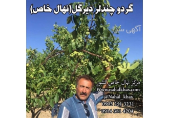 نهال گردو خوشه ای ارقام نهال گردو نهال گردو در ایلام نهال گردو خوشه