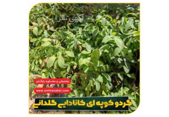 فروش نهال گردو کوپه ای به قیمت مناسب