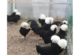 فروش تخم نطفه دار