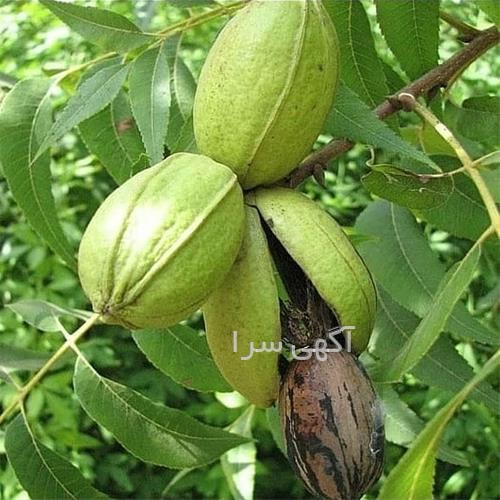 بذر گردو پکان