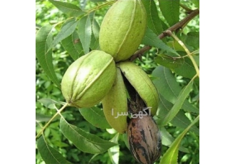 تولید و فروش نهال گردو پکان با بالاترین کیفیت