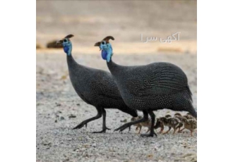 تخم نطفه دار مرغ گینه یا مصری