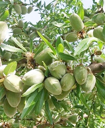 بذر گردو ژنوتیپ برتر