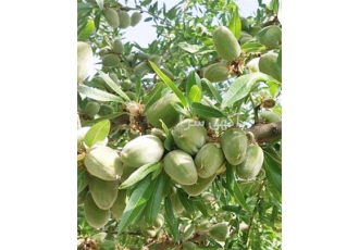 فروش نهال بادام و گردو ژنوتیپ ۷ برای باغداران در میاندوآب اگر