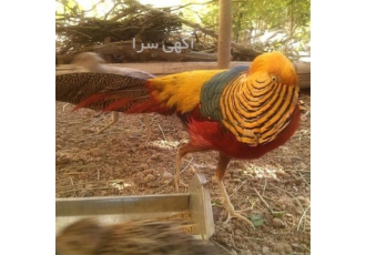 تخم نطفه دار قرقاول