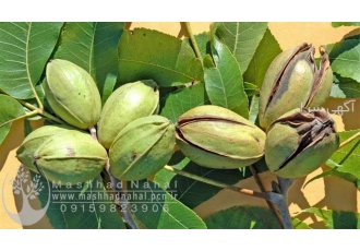فروش نهال گردو پکان(آمریکایی)گلدانی