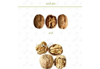 فروش نهال گردو نهال میوه نهال گردو خوشه ای در خرم آباد فروش نهال