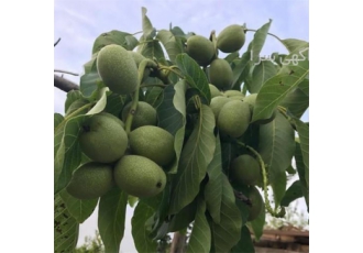 نهال گردو در انواع مختلف ، فروش نهال گردو کاغذی