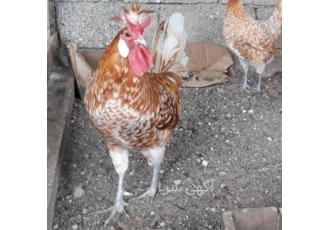 تخم نطفه دار اپنزلر سیلور و گلد