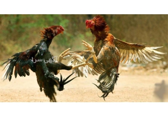 فروش تخم نطفه دار انواع ماکیان