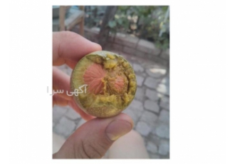فروش نهال گردو پربازده ژنوتیپ و پوست کاغذی