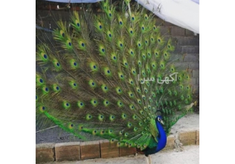 فروش تخم نطفه دار طاووس هندی مصری سفید و مولد در ابهر تخم ها بالای 90