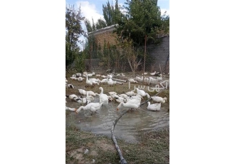 سفارش تخم نطفه دار و جوجه قوغاز در رشت ثبت سفارش تخم نطفه دار و جوجه