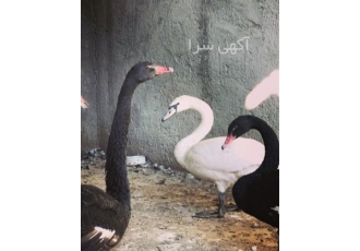 فروش تخم نطفه دار قو تخم تضمینی در قرن آباد تخم نطفه دار قو قو سفید